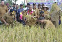 Bupati Ketapang Ikut Panen Raya